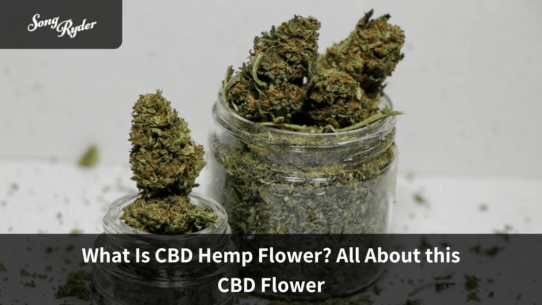 What Is CBD Hemp Flower? All About this CBD Flower - Song Ryder