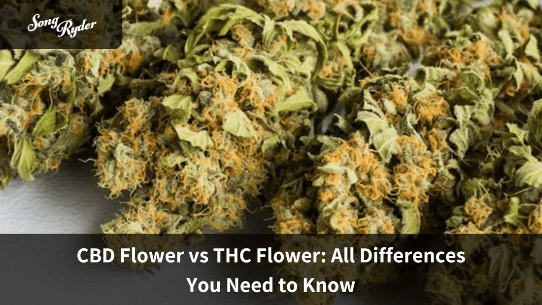 CBD Flower vs THC Flower: All Differences You Need to Know - Song Ryder