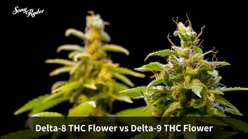 Delta-8 THC vs Delta-9 THC Flower: Key differences Between Them - Song Ryder