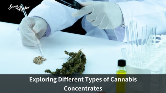 Exploring Different Types of Cannabis Concentrates - Song Ryder