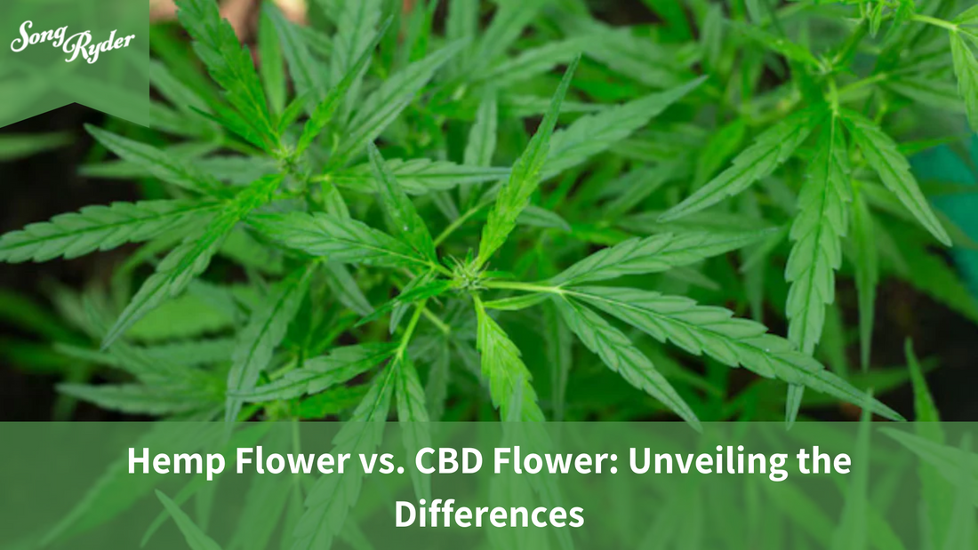 Hemp flower vs CBD flower