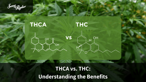 THCA vs. THC: Understanding the Benefits - Song Ryder