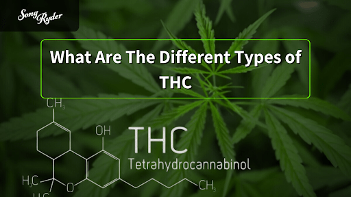 What Are The Different Types of THC? - Song Ryder